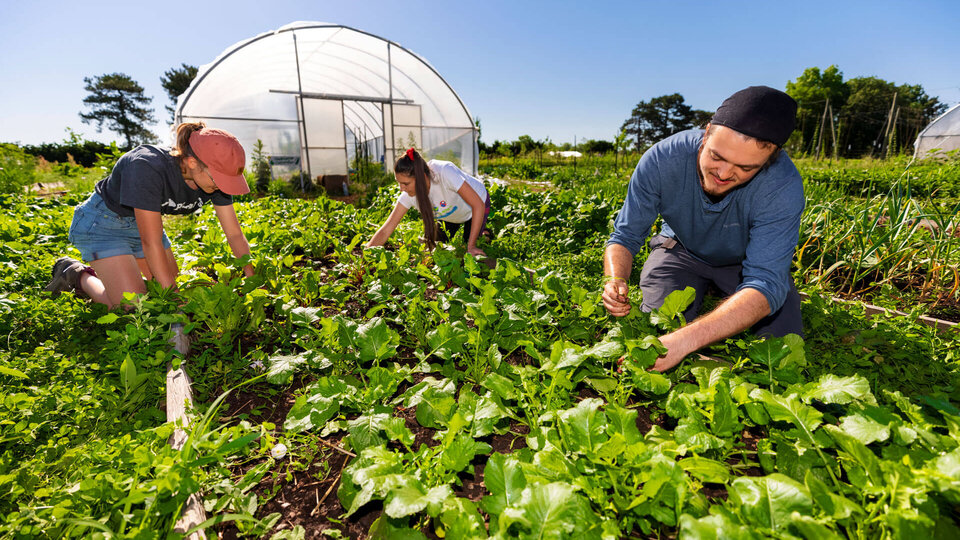 People working in an organic garden.