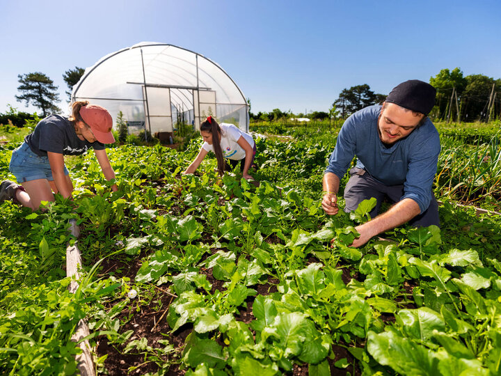 People working in an organic garden.