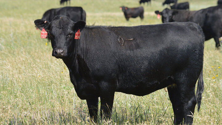 The inaugural Herd That! Conference is 8 a.m. to 3:30 p.m. Sept. 15 at the Animal Science Complex on East Campus.