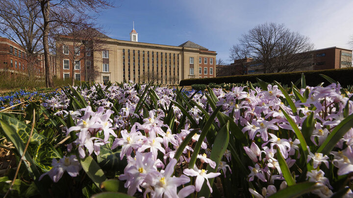 White flowers, with Love Library in background