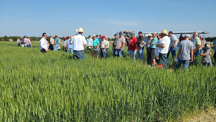 Several farmers stand in a wheat field.