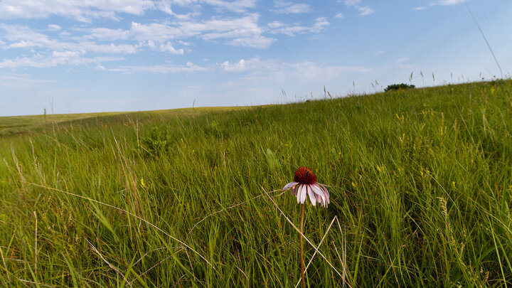 A wildflower grows amid the grass at the Spring Creek Prairie Audubon Center southwest of Lincoln.
