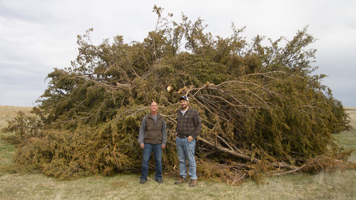 Two men stand next to a giant pile of eastern redcedar trees.