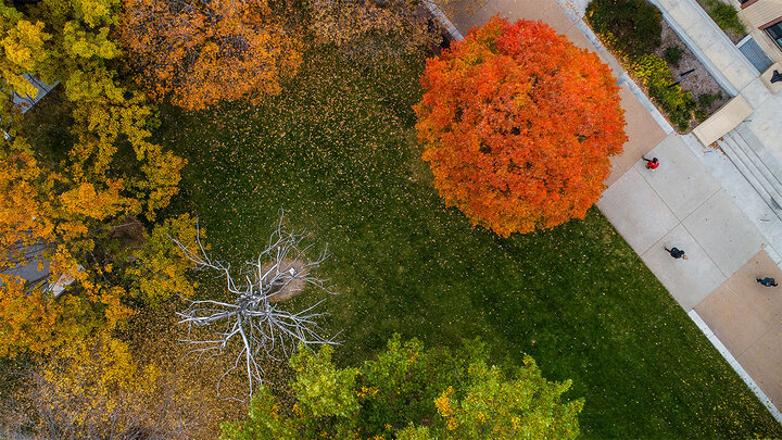 Trees in autumn