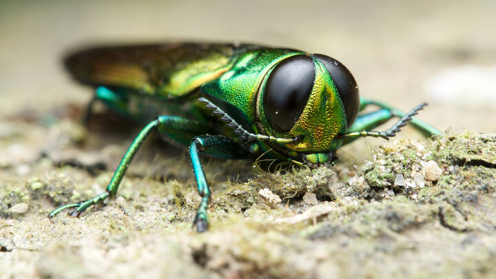 Emerald Ash Borer