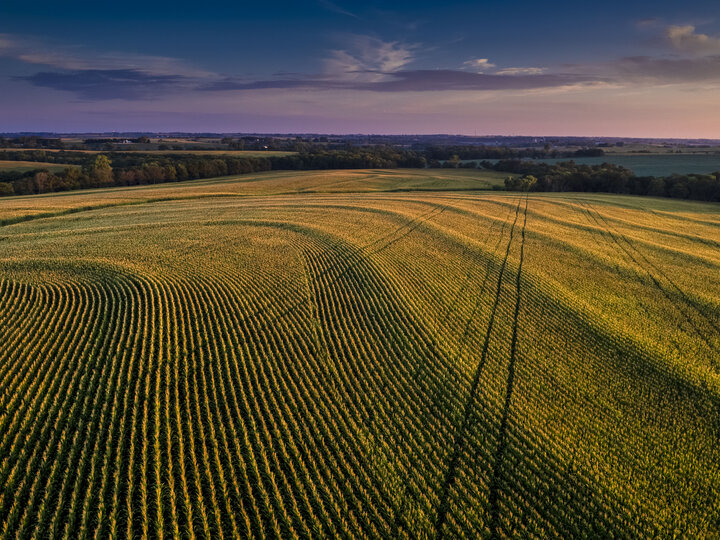 Aerial view of a cornfield at sunrise.